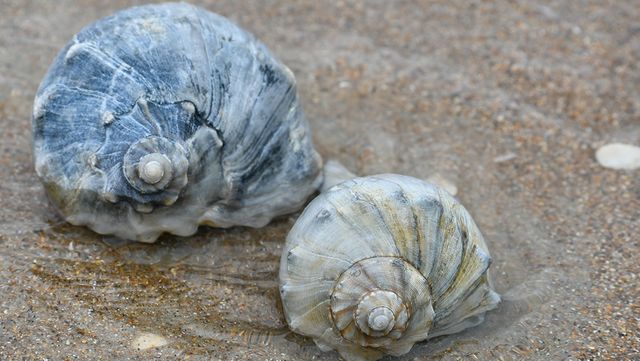 북해 연안에서 골뱅이가 모래 위에 놓여 있다. / Kim McGrew-shutterstock.com