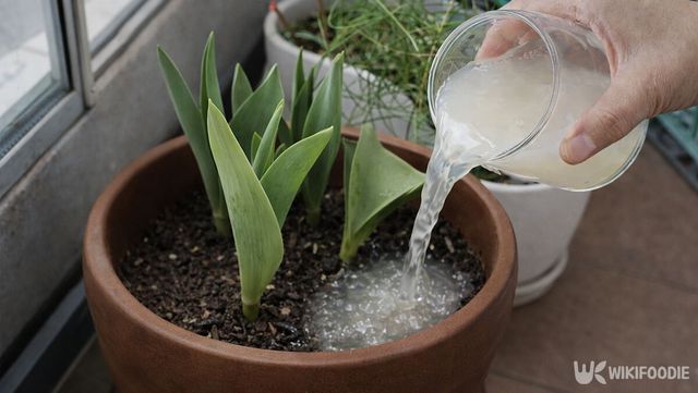 화분에 쌀뜨물을 주고 있다. / 위키푸디