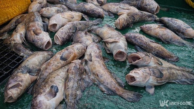 낚시 배 바닥에 꼼치들이 널부러져 있다. / 위키푸디