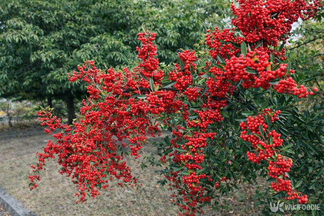 피라칸타 자료 사진. / 위키푸디