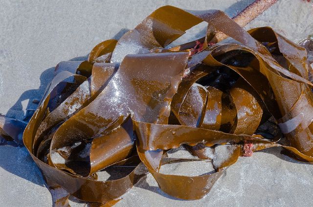 해안에 다시마가 밀려와 밀려 나와 있다. / Ivan maguire-shutterstock.com