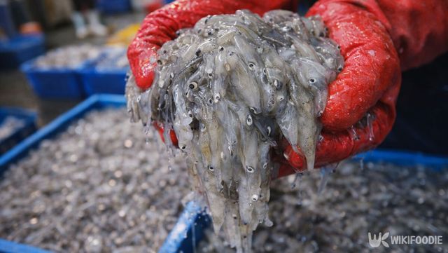 갓 잡은 호래기를 들어 올린 모습이다. / 위키푸디