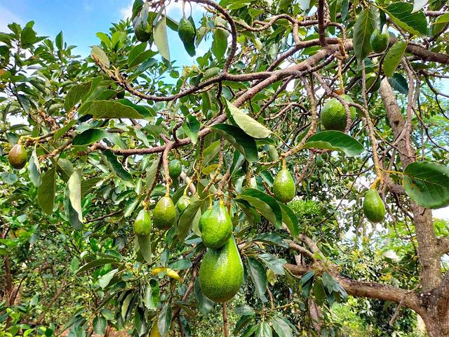 나무에 아보카도 열매가 열려 있다. / putradigitalid-shutterstock.com