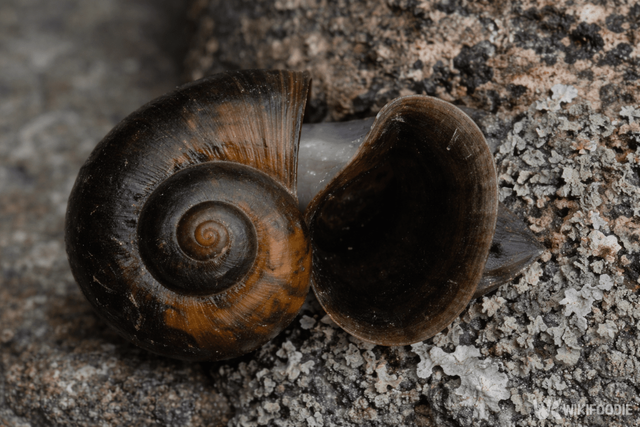 왕우렁이. / 위키푸디