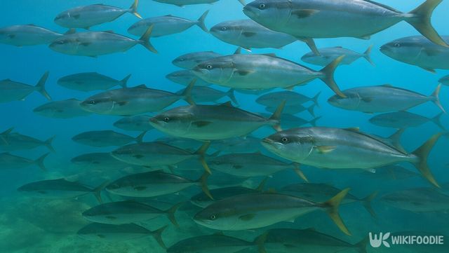 대방어 자료사진. / 위키푸디