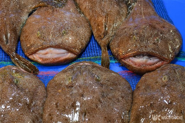 수산장에 아귀들이 한데 놓여 있다. / 위키푸디