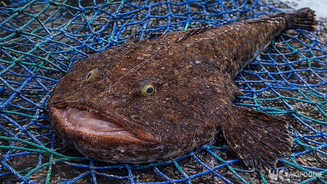 아귀가 그물에 잡혀 있다. / 위키푸디