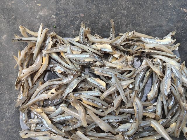 멸치 자료사진. / Ilmiati Amril-shutterstock.com