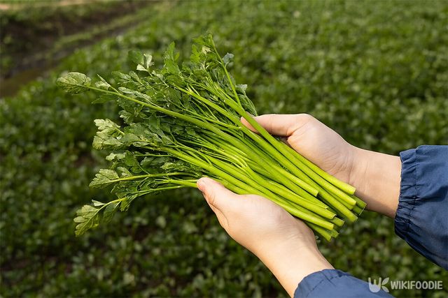 밭에서 미나리를 한 움큼 쥐고 있다. / 위키푸디