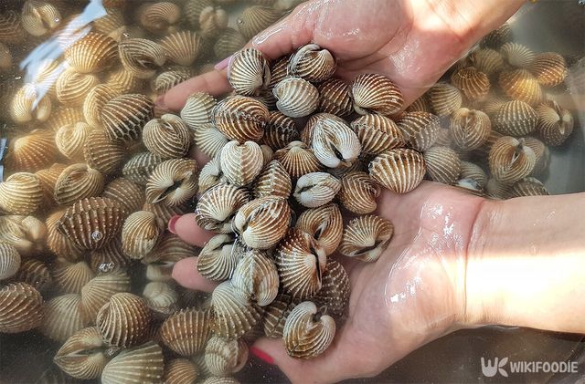 참꼬막을 손으로 받아내고&nbsp; 있다. / chopjai photo-shutterstock.com