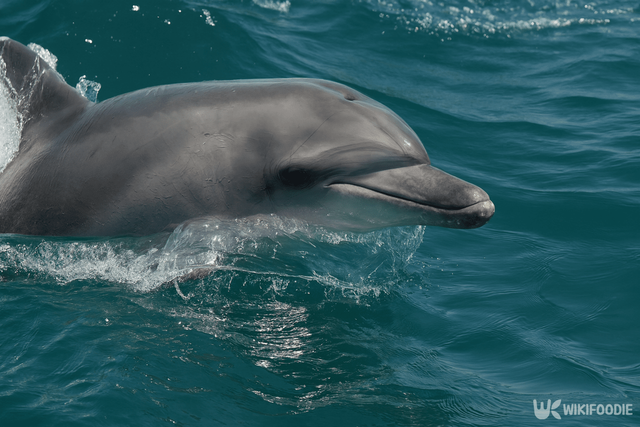 남방큰돌고래 자료 사진. / 위키푸디