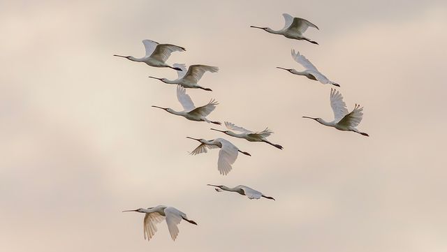 저어새 자료사진. / Albert Beukhof-shutterstock.com
