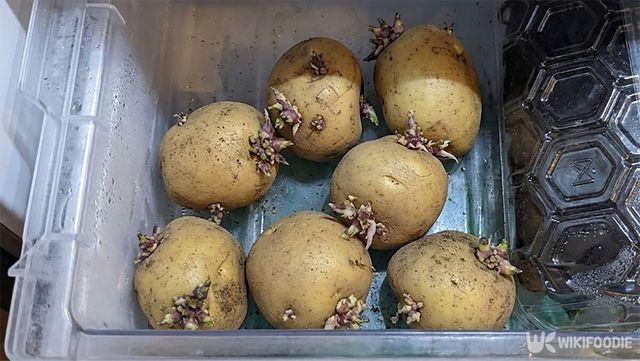 싹 난 감자가 냉장고에 보관되고 있다. / 위키푸디