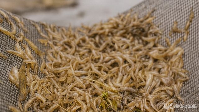 토하 자료사진. / 위키푸디