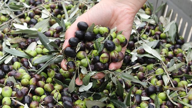 수확한 올리브 열매를 한 움큼 들어 올린 모습이다. / cristina pietraperzia-shutterstock.com