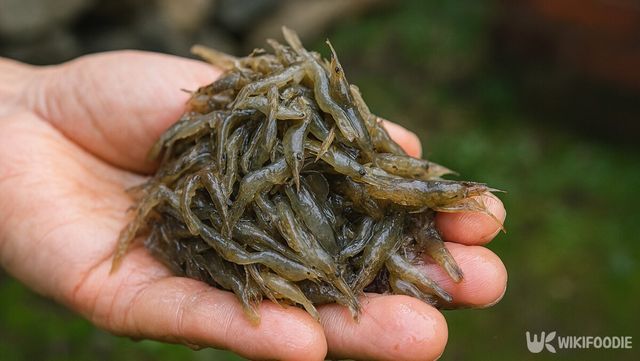 토하 자료사진. / 위키푸디