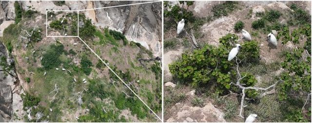 순천시 별량면 무인도에서 관찰한 저어새이다. / 순천시