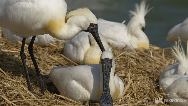 저어새 자료사진. / 위키푸디