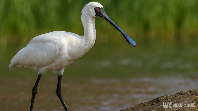 저어새 자료사진. / 위키푸디