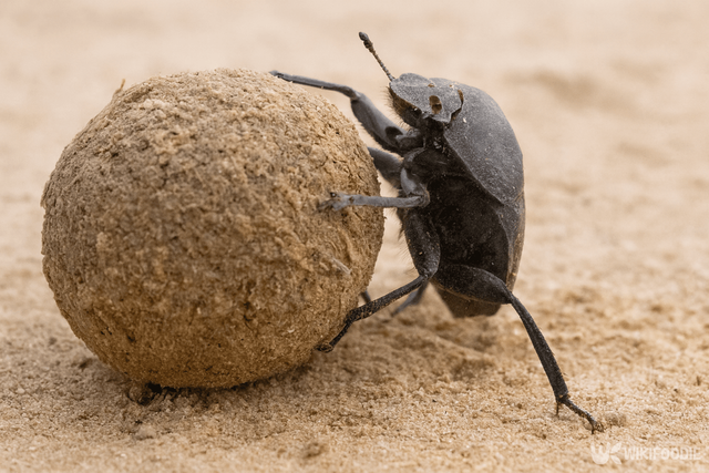쇠똥구리 자료 사진. / 위키푸디