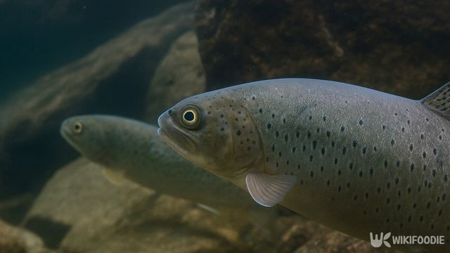 열목어 자료사진. / 위키푸디