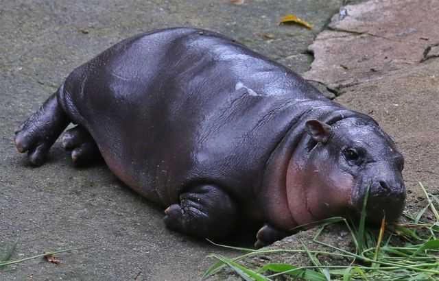 피그미하마는 젖어 있는 것처럼 촉촉한 피부를 갖고 있다. / Teerapong Visedputtasad-shutterstock.com