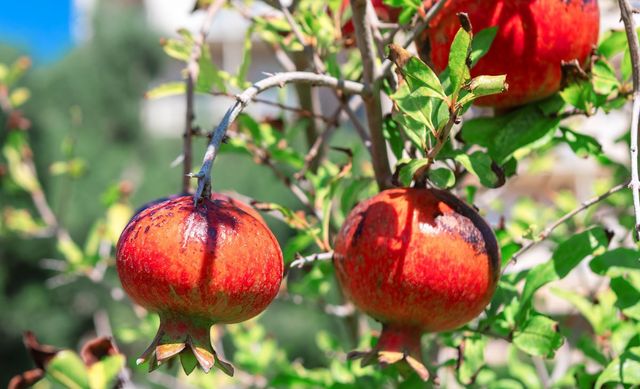 줄기에 석류 열매가 주렁주렁 매달려 있다. / Wailani-shutterstock.com