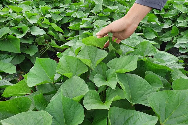 밭에 고구마순이 무성하게 자라 있고, 한 손으로 잎 상태를 살펴보고 있다. /&nbsp;yeonpilyi-shutterstock.com