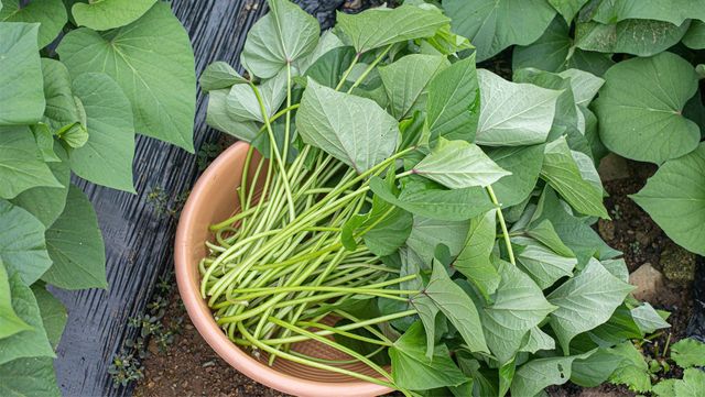 밭에 수확한 고구마순이 바구니에 담겨 놓여 있다. / mujijoa79-shutterstock.com