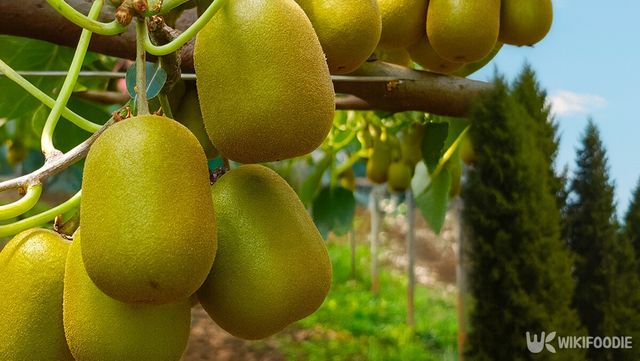 레드키위 자료사진. / 위키푸디