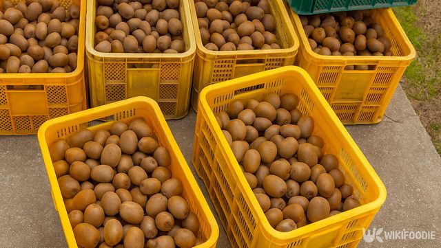 레드키위 자료사진. / 위키푸디