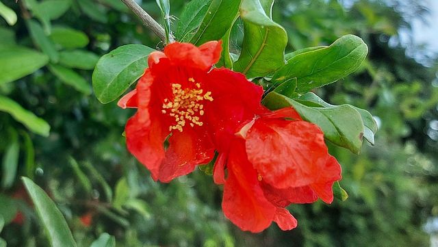 석류 꽃이 활짝 피어 있다. / VicaTs-shutterstock.com