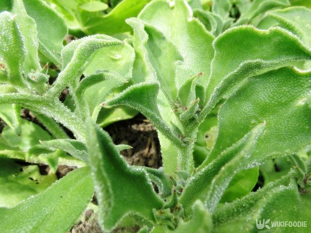 기사의 이해를 돕기 위한 이미지. 아이스플랜트. / Brandon Gushiken-shutterstock.com