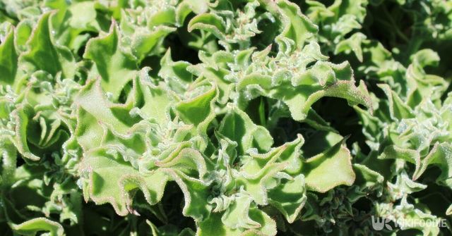 아이스플랜트. / Vilda.S-shutterstock.com