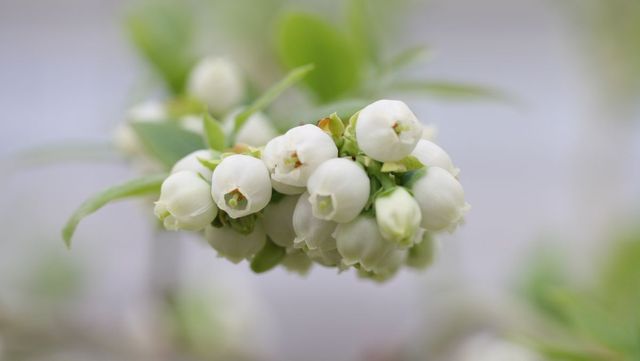 블루베리 꽃 자료 사진./ jgkim119-shutterstock