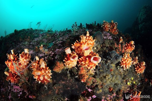 기사의 이해를 돕기 위한 이미지. 바닷속 멍게. / Simon Shin kwangsig-shutterstock.com