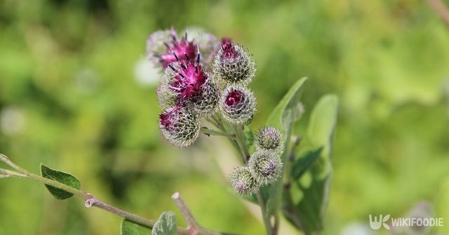 기사의 이해를 돕기 위한 이미지. 우엉 꽃. / Tosha toys-shutterstock.com
