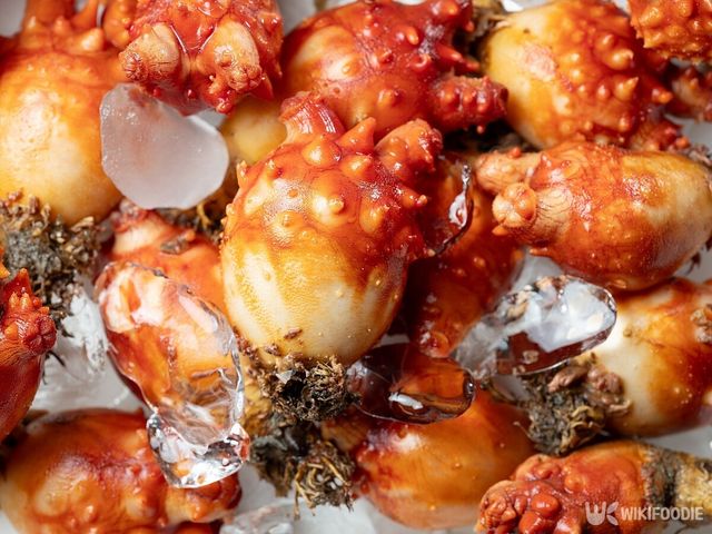 기사의 이해를 돕기 위한 이미지. 멍게. / mnimage-shutterstock.com