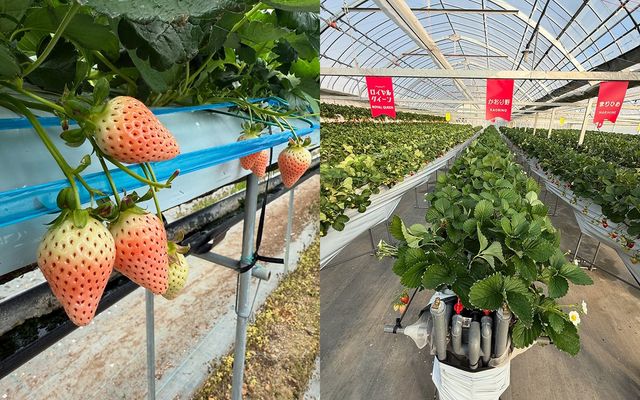 ELLY AMAI KYOTO. / instargram 'ellyamaikyoto'