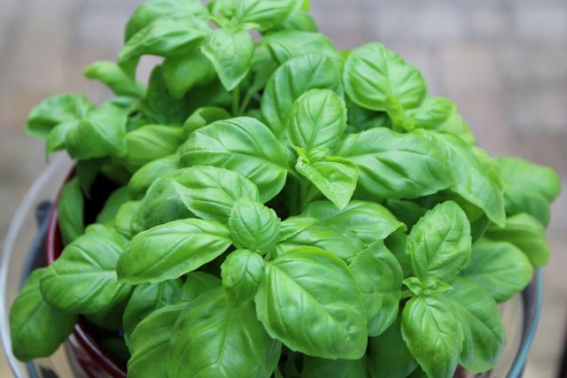 허브 잎 자료 사진. / WitchyMim-shutterstock