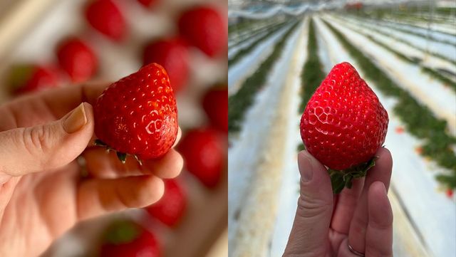 ELLY AMAI KYOTO. / instargram 'ellyamaikyoto'