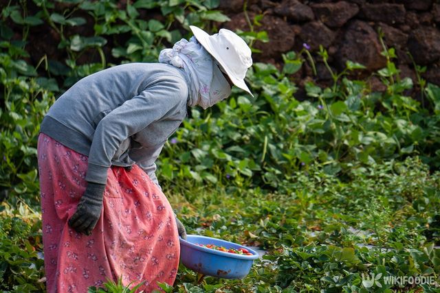 산뱀딸기 자료사진. / Prabhkirat Singh-shutterstock.com