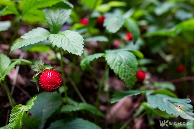 산뱀딸기 자료사진. / Naoto Shinkai-shutterstock.com