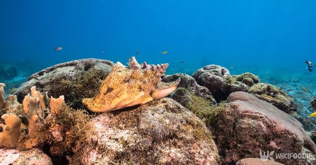 바닷속 소라. / NaturePicsFilms-shutterstock.com