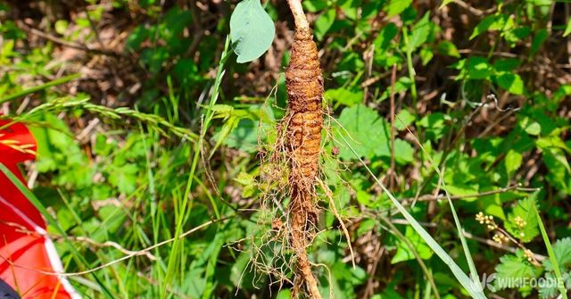 더덕. / Tiger shin-shutterstock.com