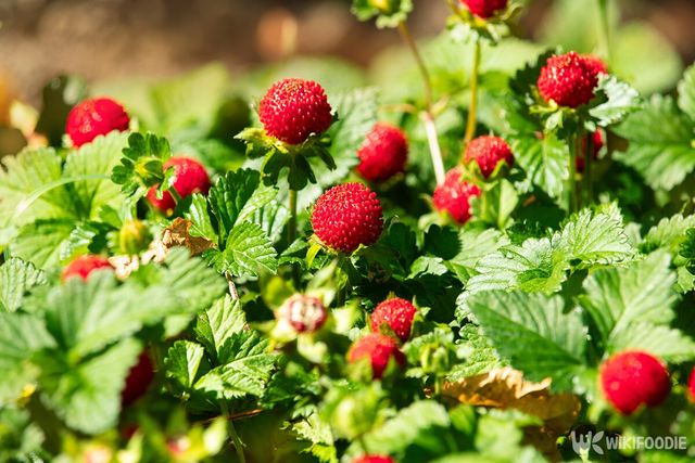 산뱀딸기 자료사진. / Tatka Alekseeva-shutterstock.com