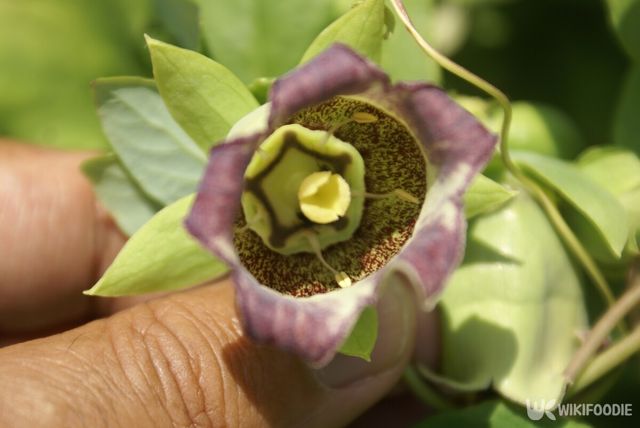 더덕 꽃. / Gurcharan Singh-shutterstock.com