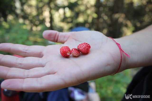 산뱀딸기 자료사진. / FGelcer-shutterstock.com