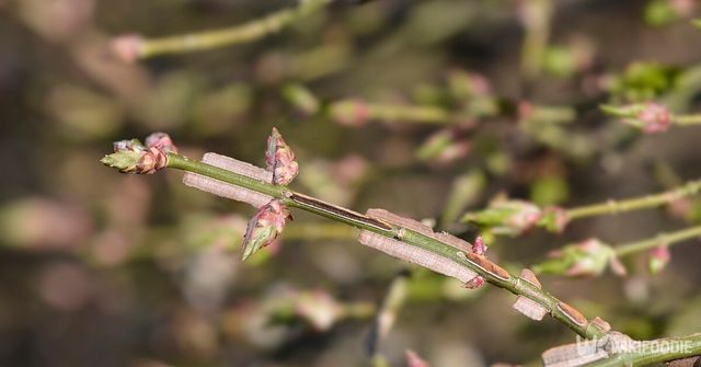 화살나무. / Nahhana-shutterstock.com