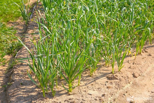 기사의 이해를 돕기 위한 이미지. 마늘밭. / Desinn-kim-shutterstock.com